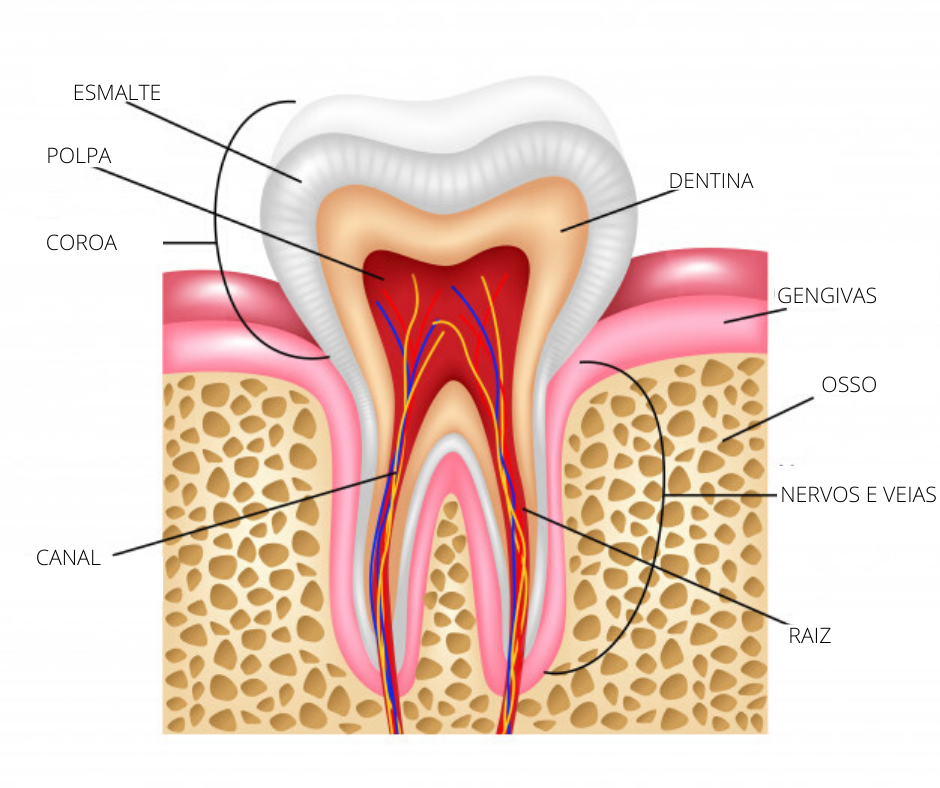 anatomia de um dente